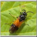 Arge sp - Buersthornblattwespe 06.jpg